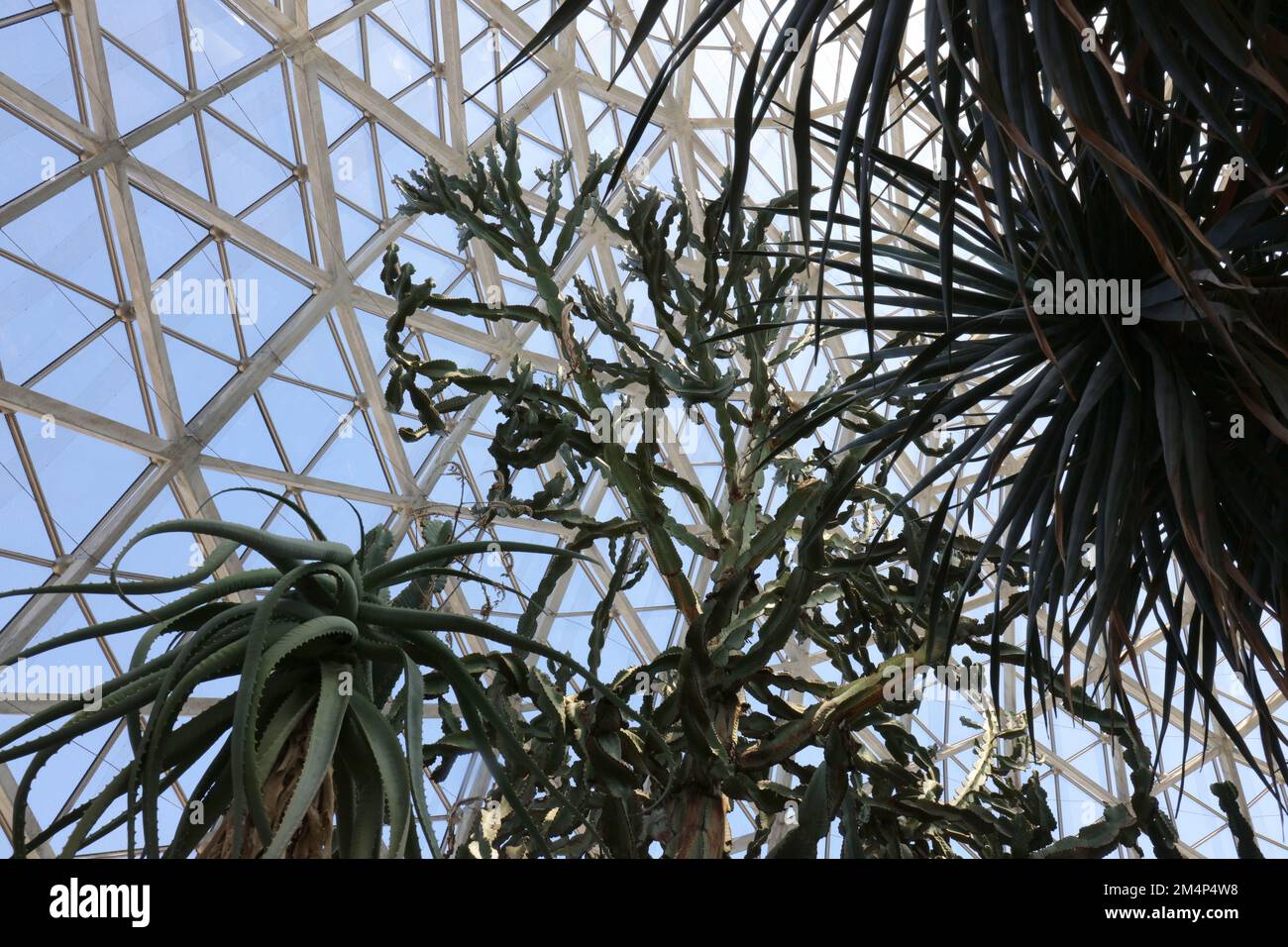 Looking up at a towering Aloe tree, Yucca and cactus in the desert show room at the Mitchell Park Conservatory, The Domes, in Milwaukee, Wisconsin, US Stock Photo