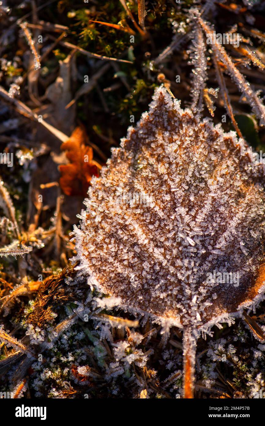 Silver birch tree leaves lie frozen on the forest floor during a winter cold snap. Stock Photo