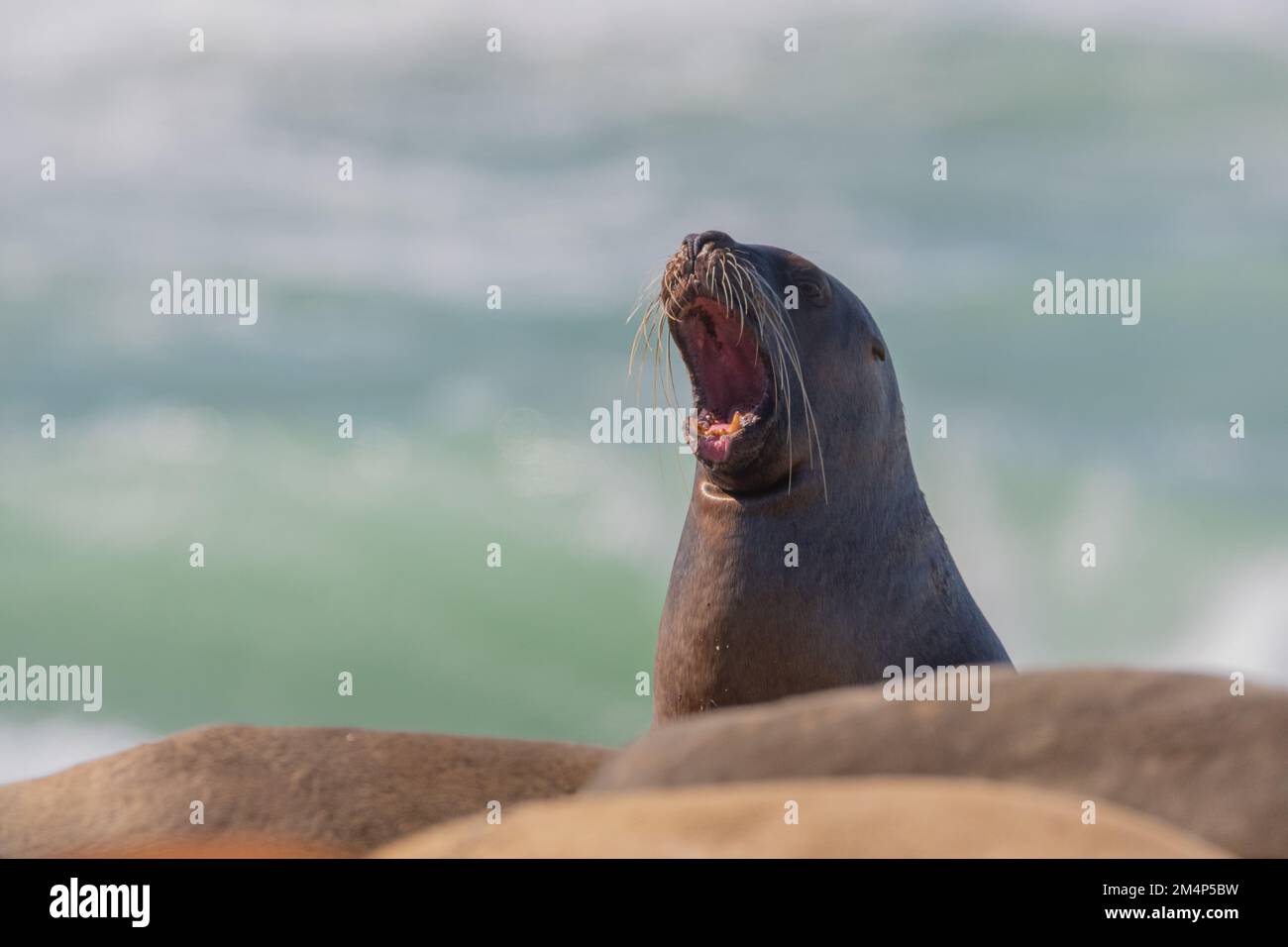 A selective of a California sea lion (Zalophus californianus) Stock Photo