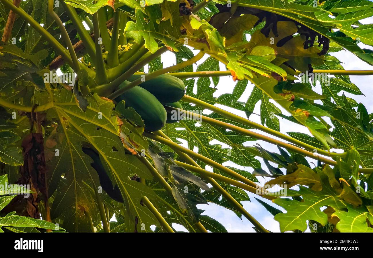 Beautiful papaya tree in tropical nature in Zicatela Puerto Escondido