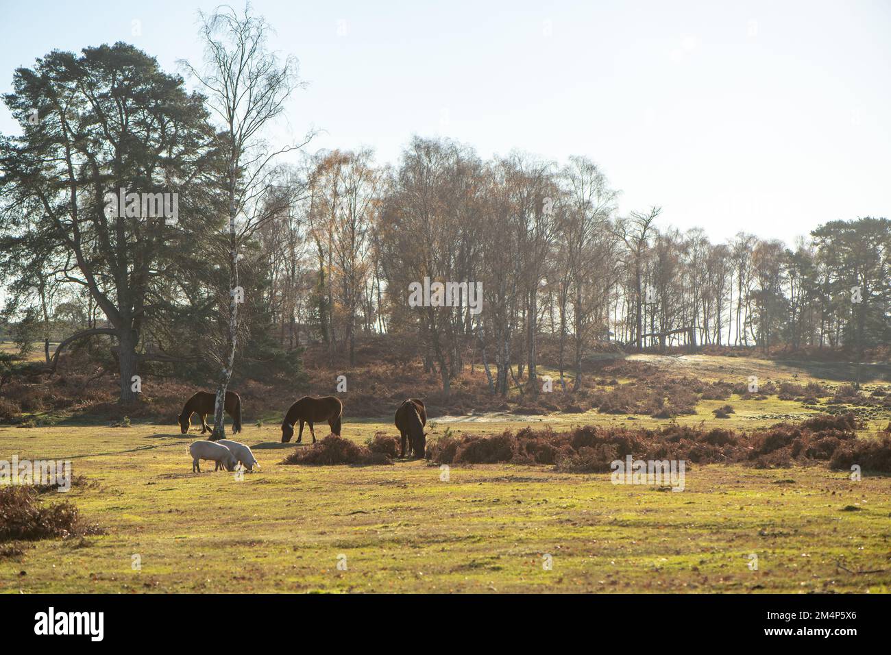 Pigs of the New Forest during pannage season alongside the new forest ponies as the sun sets on an autumnal sunny day. Stock Photo