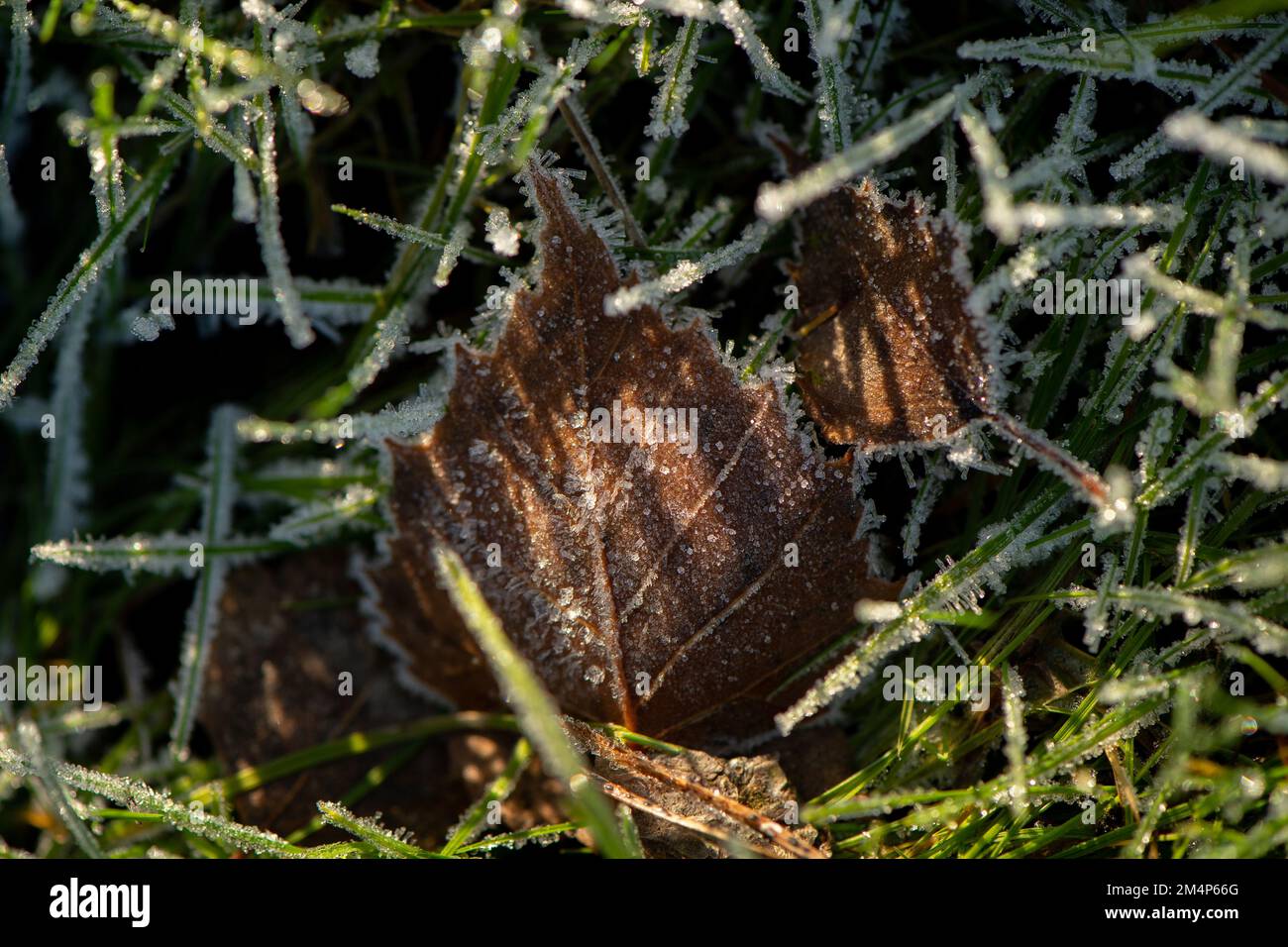 Frozen birch leaves stood up in the long grass catching the winter sunlight creating shadow patterns on the leaf amongst the ice covered grass. Stock Photo