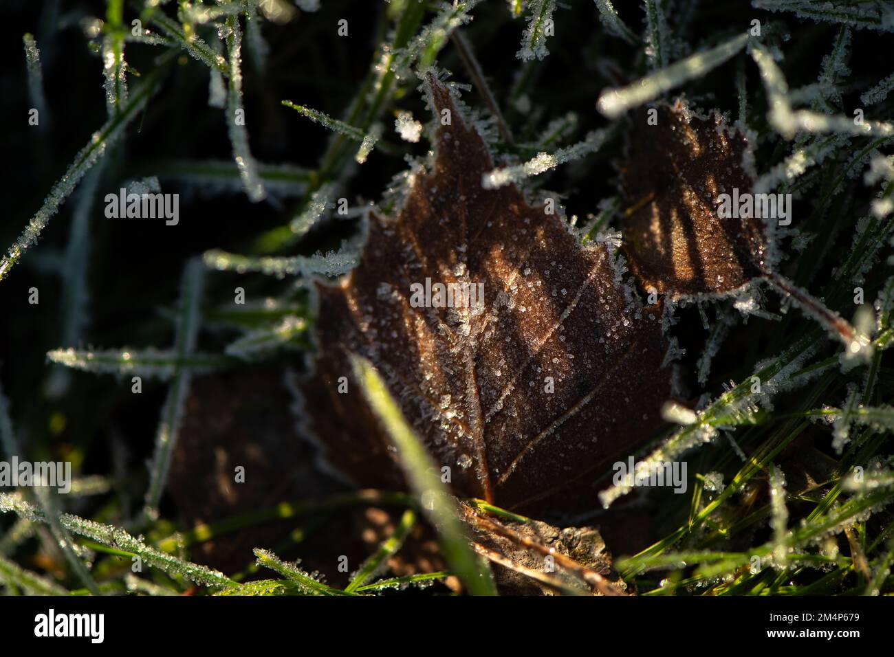 Frozen birch leaves stood up in the long grass catching the winter sunlight creating shadow patterns on the leaf amongst the ice covered grass. Stock Photo