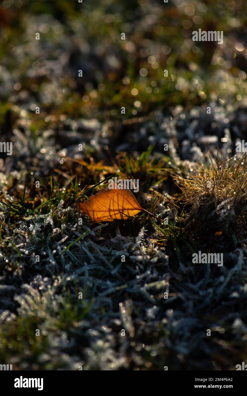 Autumnal leaf backlit showing veins and details lied upright on frosty wet grass. Stock Photo