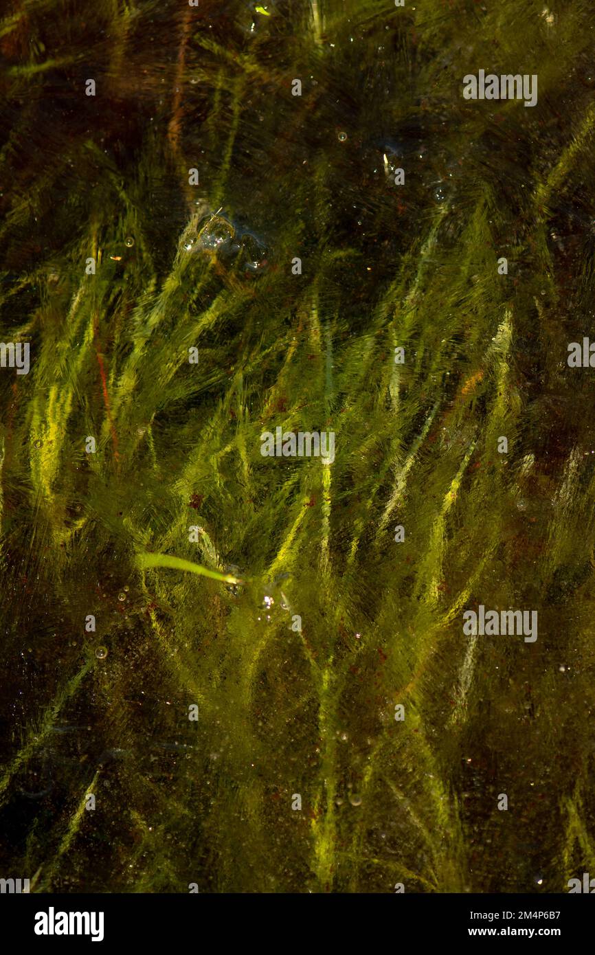 Grass trapped under ice caught in sunlight shoot from above. Stock Photo