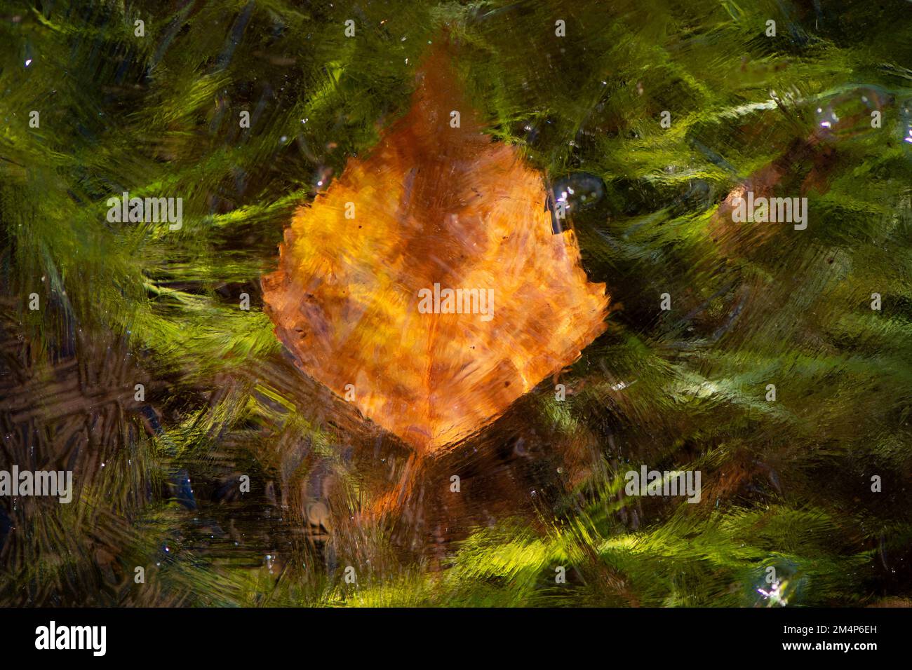 A single orange birch leaf captured under ice of a stream against a green background of stream grass. The image resembles a old master painting. Stock Photo