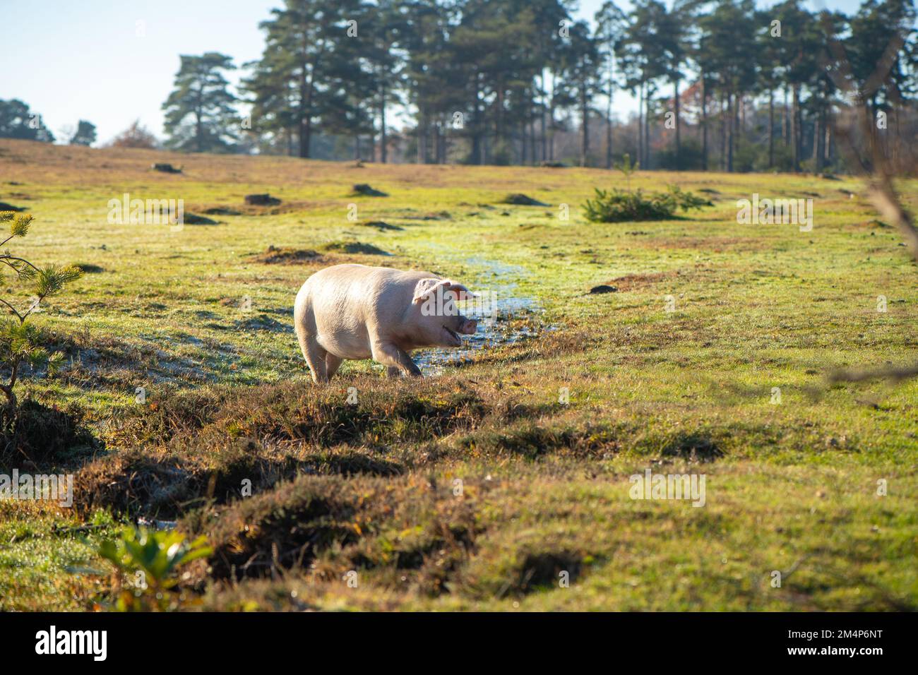 Wild pigs during pannage season explore the bogs and mire lands of The New Forest searching for acorns and food. Stock Photo