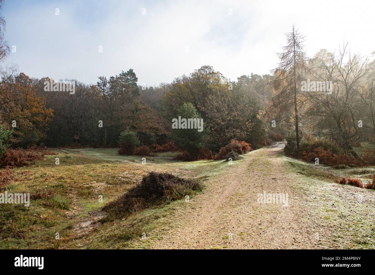 Landscape view of Cycle and walking paths in the New Forest near Janesmoor pond  hampshire Uk. Stock Photo