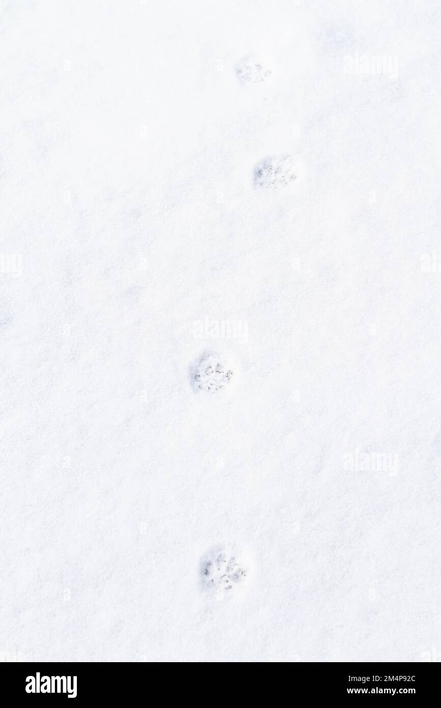Paw prints made by an outdoor cat in the white snow on a winter day. Stock Photo