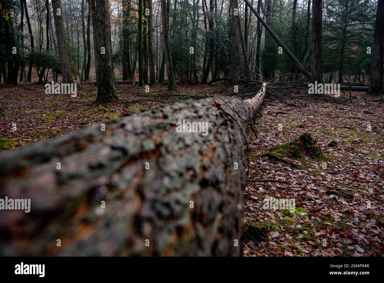 A large fallen tree in the New Forest Hampshire UK split from the trunk. Stock Photo