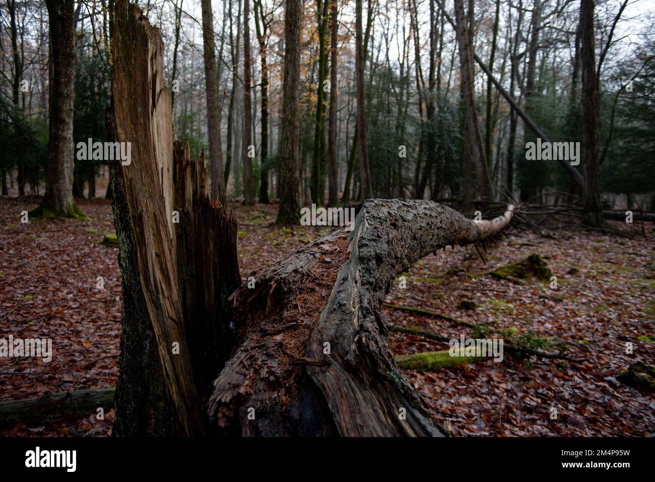 A large fallen tree in the New Forest Hampshire UK split from the trunk. Stock Photo
