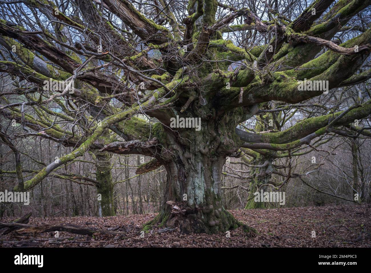 Alter Baum / Buche / Hainbuche / Hutebuche / Hutebaum / Märchenbaum / Wald Stock Photo