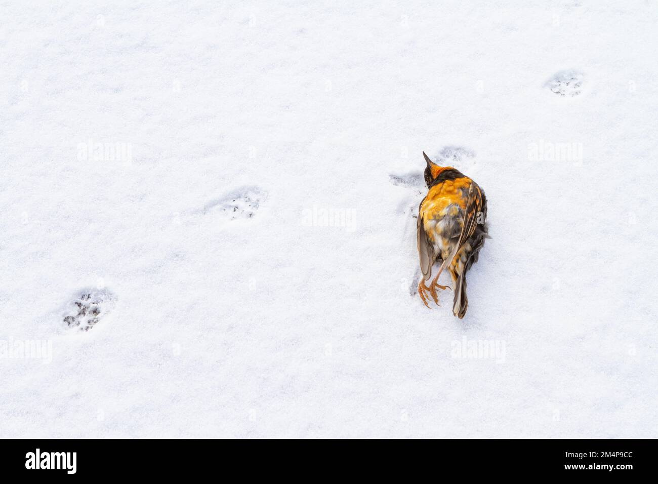 The body of a dead Varied Thrush (Ixoreus naevius), killed by an outdoor cat, lying in the snow next to a set of cat paw prints. Stock Photo