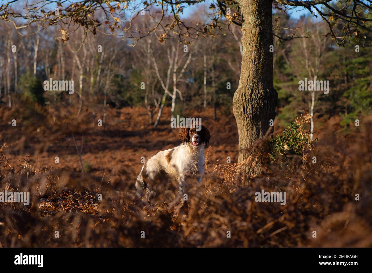 A English springer spaniel with a liver coat stood to attention amongst the brown bracken with copy space in The NewForest Hampshire England. Stock Photo