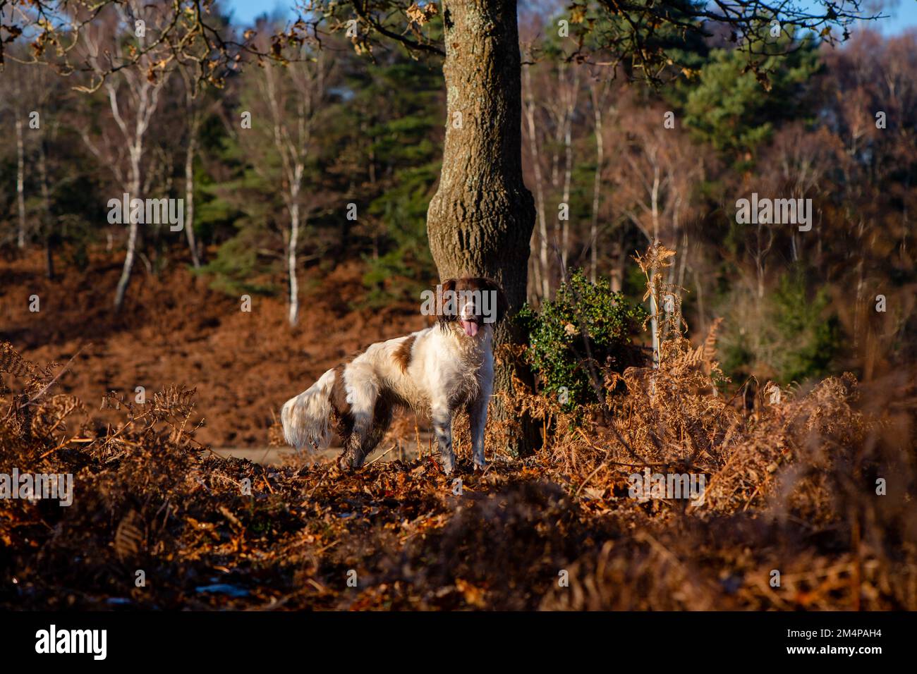 A English springer spaniel with a liver coat stood to attention amongst the brown bracken with copy space in The NewForest Hampshire England. Stock Photo