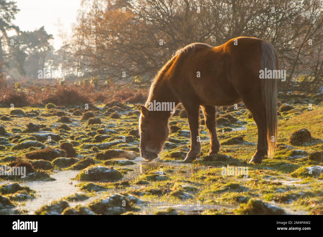 A single brown horse drinks from a frozen stream backlit with a golden hues sunset in The New Forest Hampshire England. Stock Photo