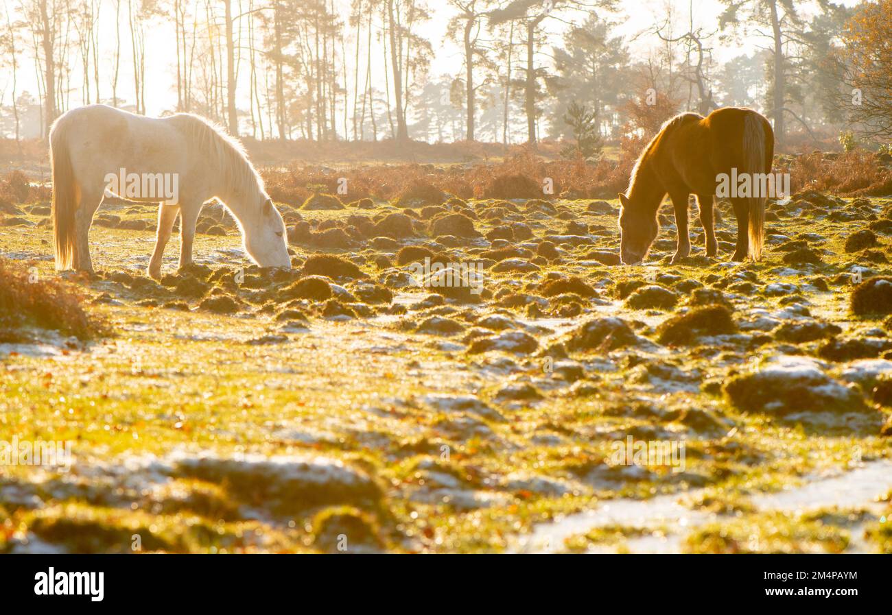 Two new forest ponies graze in a wetland area in the New Forest Hampshire UK on an icy cold day as the winter sun sets behind. Stock Photo