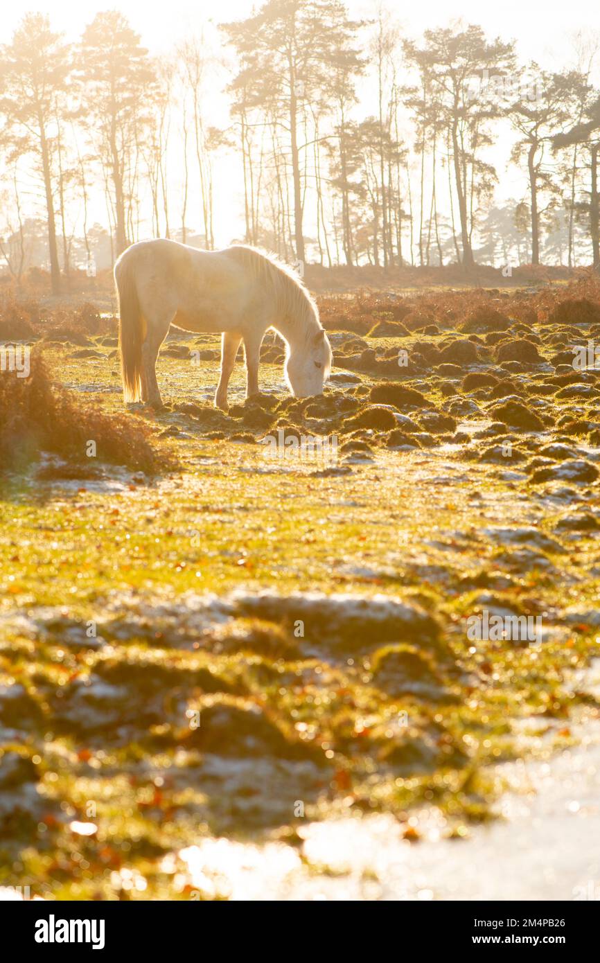 A white new forest pony grazing in a wetland area on a clod frosty evening backlit with the setting sun giving a golden tone. Stock Photo