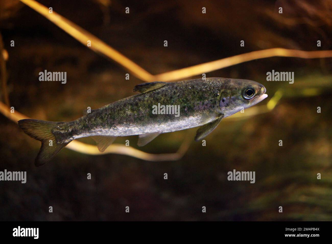 Juvenile of the Atlantic salmon (Salmo salar), a species of ray-finned fish, photographed in aquarium Stock Photo