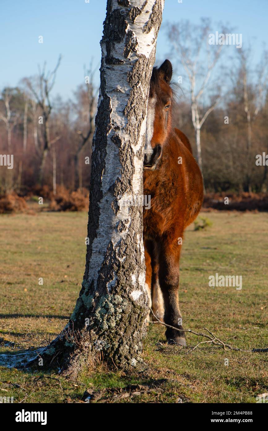 A single horse stands next to a tree sunbathing to keep warm on a winters day in the New Forest Hampshire England. Stock Photo