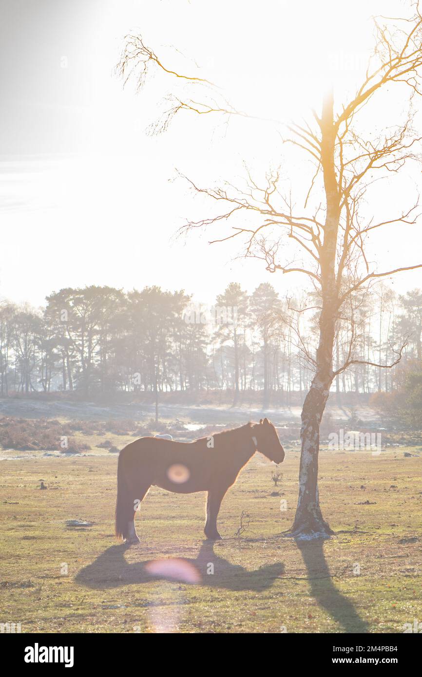 A single horse stands next to a tree sunbathing to keep warm on a winters day in the New Forest Hampshire England. Stock Photo