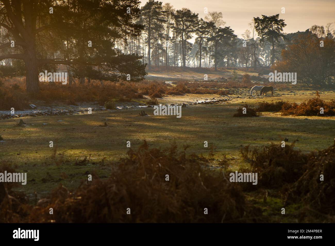 A beautiful autumnal/ winter landscape scene in the New Forest Hampshire England with the sun setting over a forest with two ponies grazing. Stock Photo