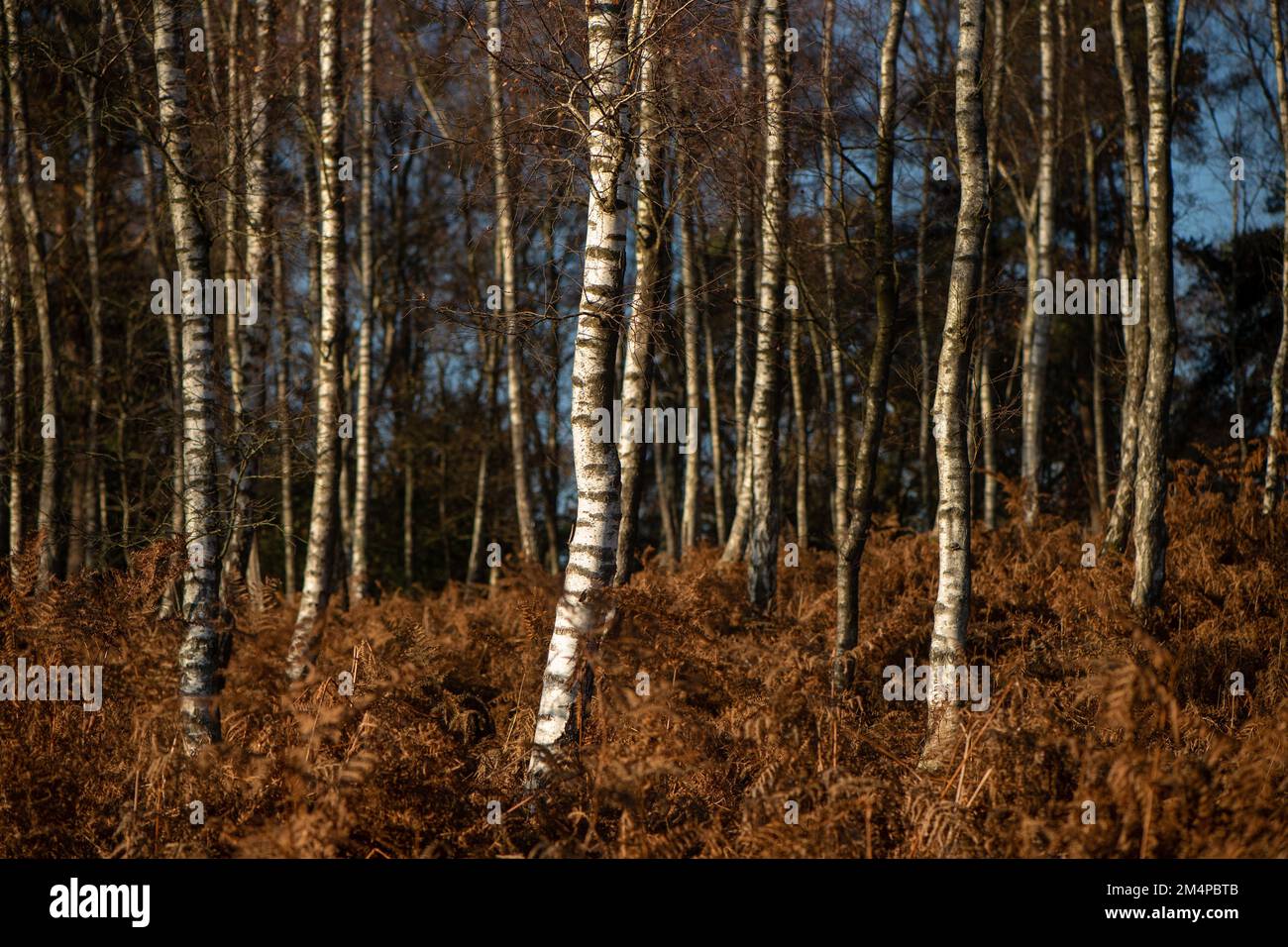 A woodland full of Silver Birch trees showing a contrast with the white bark against the autumnal orange bracken. Edge of New Forest Hampshire UK. Stock Photo