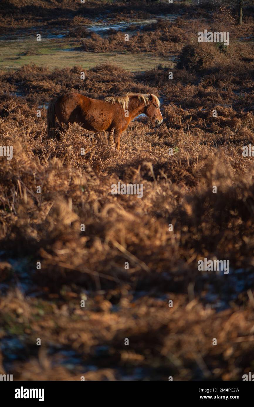 A brown horse stands amongst the brown autumnal bracken sunbathing in the sun to keep warm on a frosty winters morning. Stock Photo