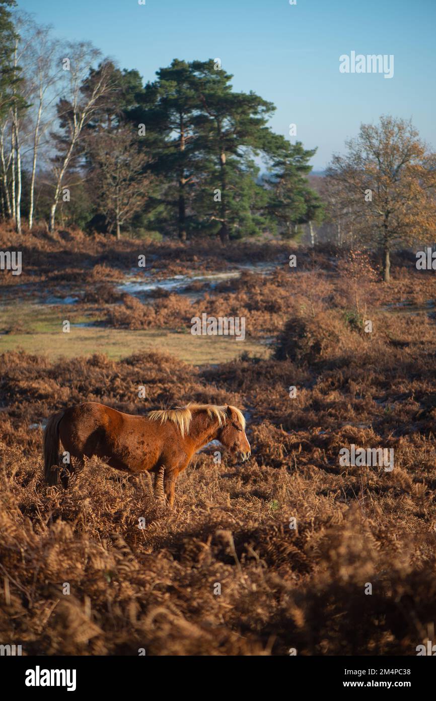 A brown horse stands amongst the brown autumnal bracken sunbathing in the sun to keep warm on a frosty winters morning. Stock Photo