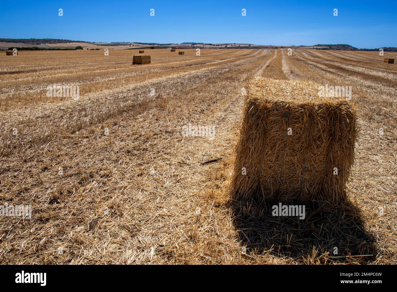 Alpacas de paja en un campo cosechado de cereales Stock Photo - Alamy