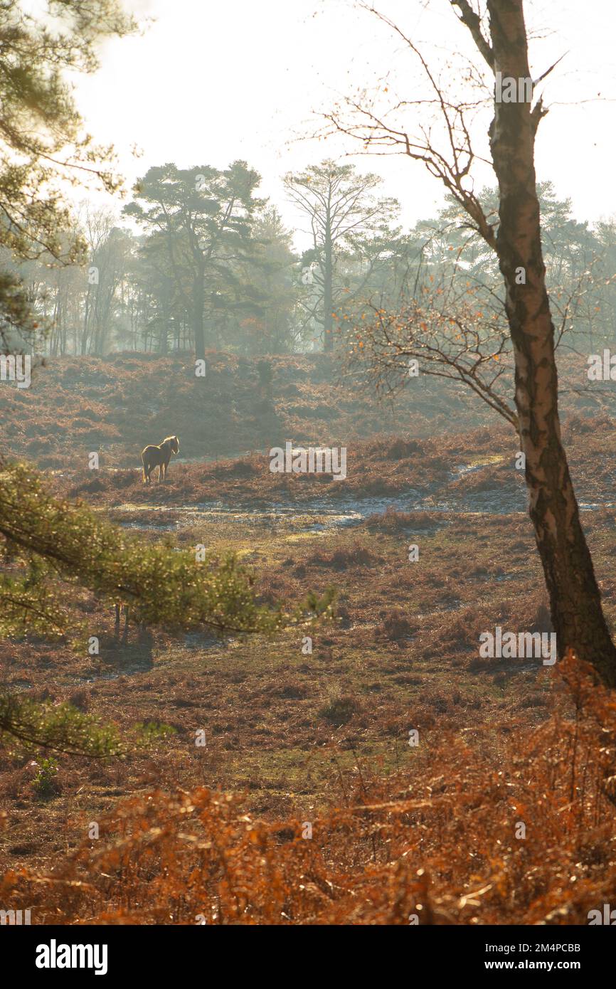 A misty winter scene in The New Forest national park with autumnal overtones from the dying bracken with a distant pony sunbathing in the winter sun. Stock Photo