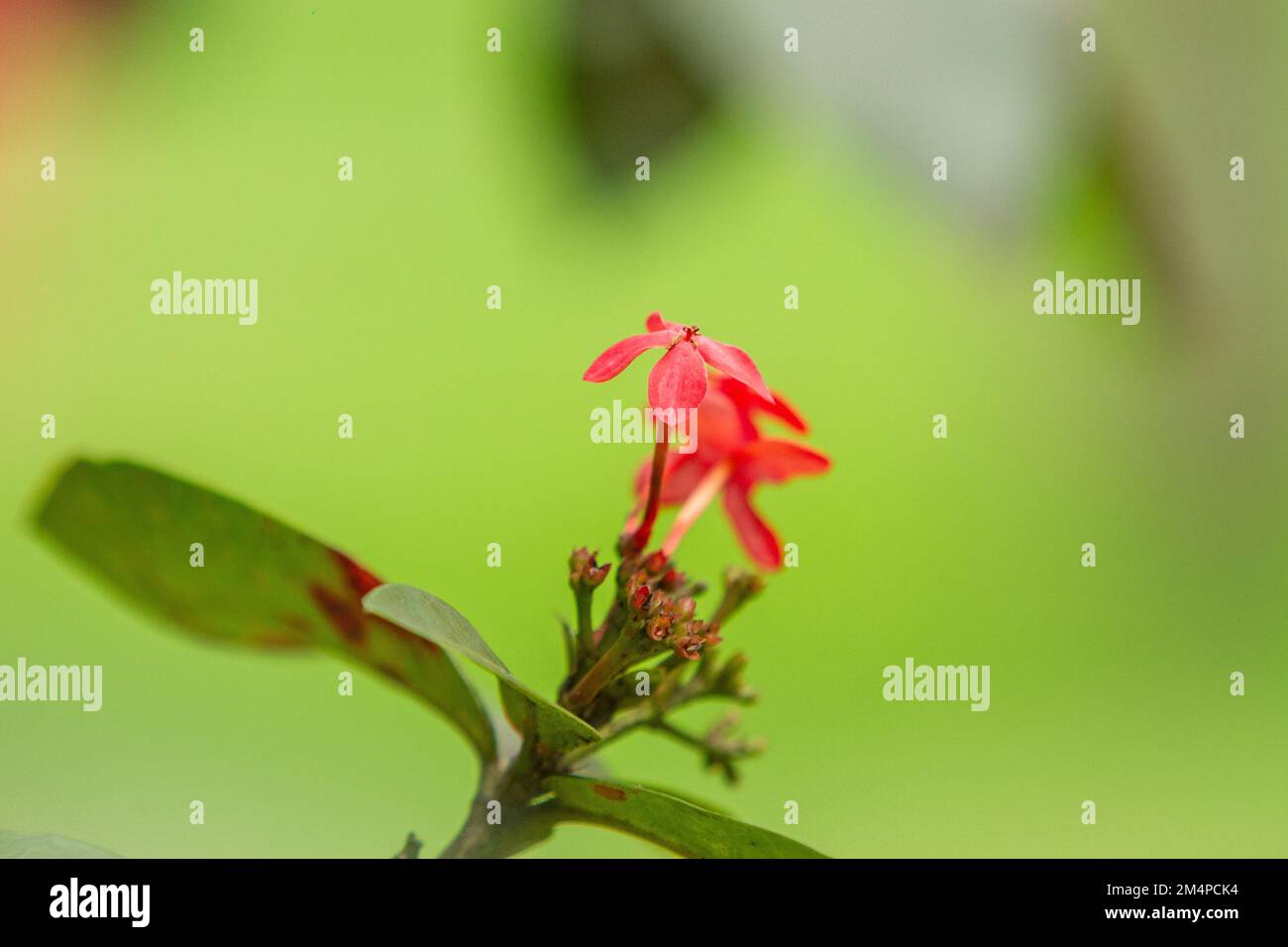 small red ixora flower, in a garden in Rio de Janeiro Stock Photo - Alamy