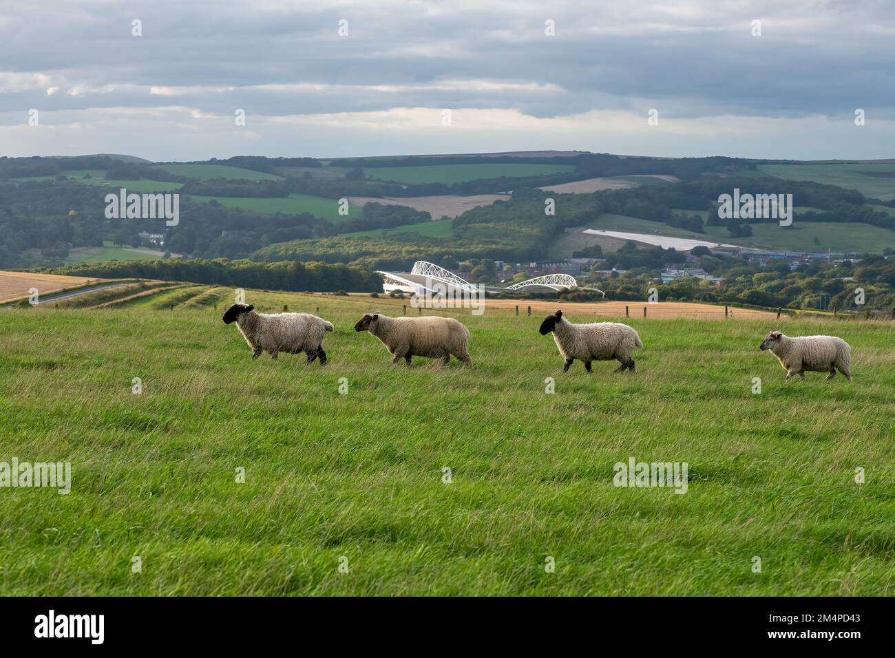 Sheep-Ovis aries walking in front of the Amex Stadium, Falmer, East Sussex, England, Uk Stock Photo