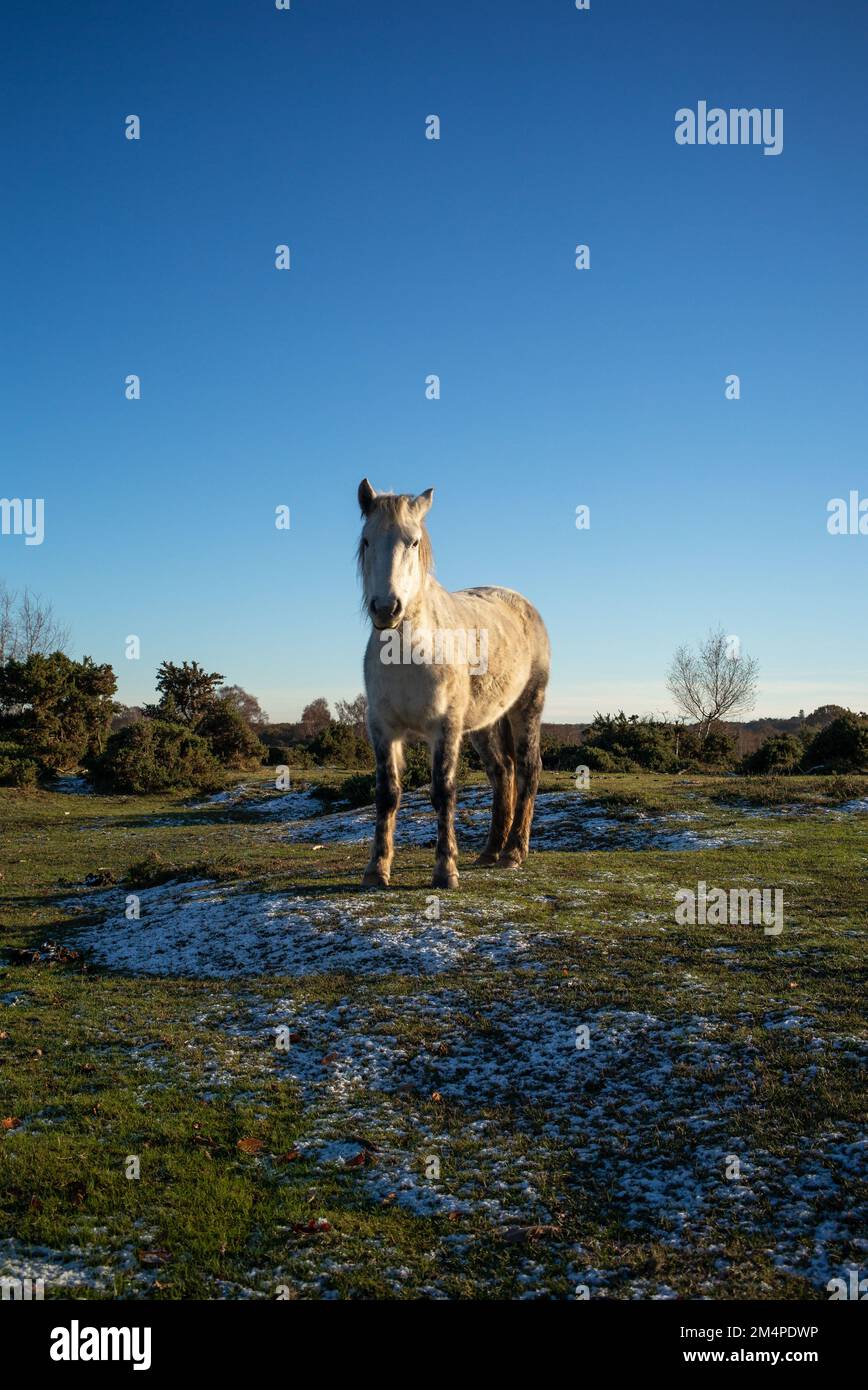 A white New Forest Pony stands against a deep blue sky on frozen grass sun bathing in the winters sun on a freezing day. Stock Photo