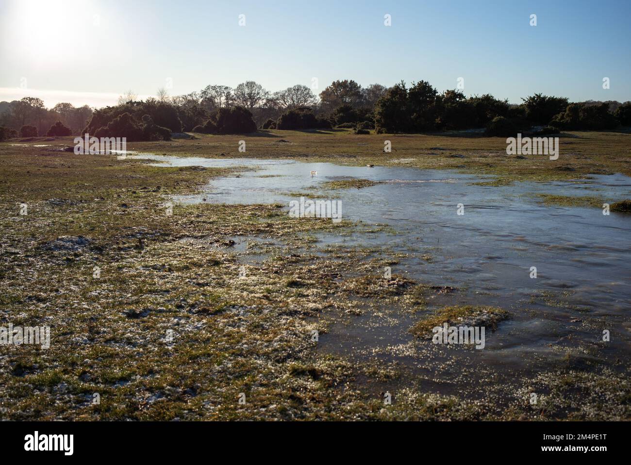 Frozen wetland in the New Forest Hampshire UK on heathland from overflowing streams. Stock Photo