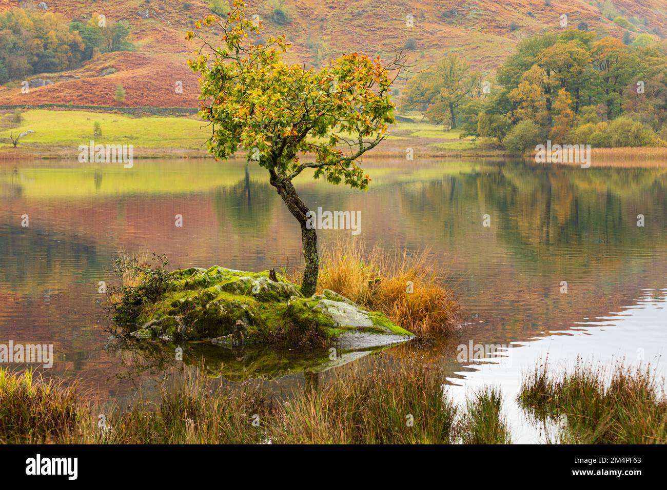 Lone tree at Rydal Water Lake District Stock Photo