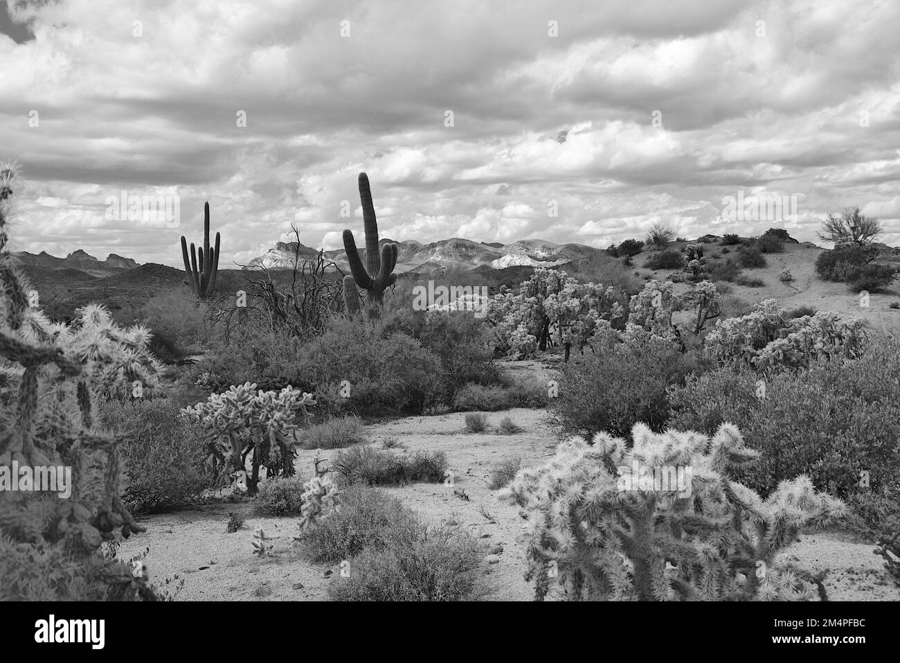 Desert climate plants Black and White Stock Photos & Images - Alamy