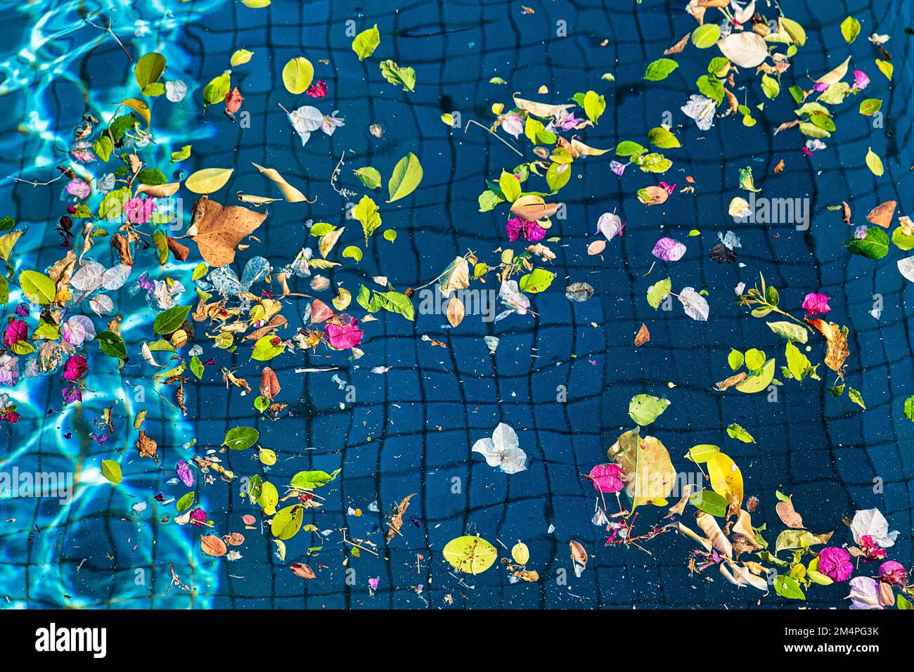Transcience Background Leaves and blossoms on water surface of a pool, swimming pool, symbol ...