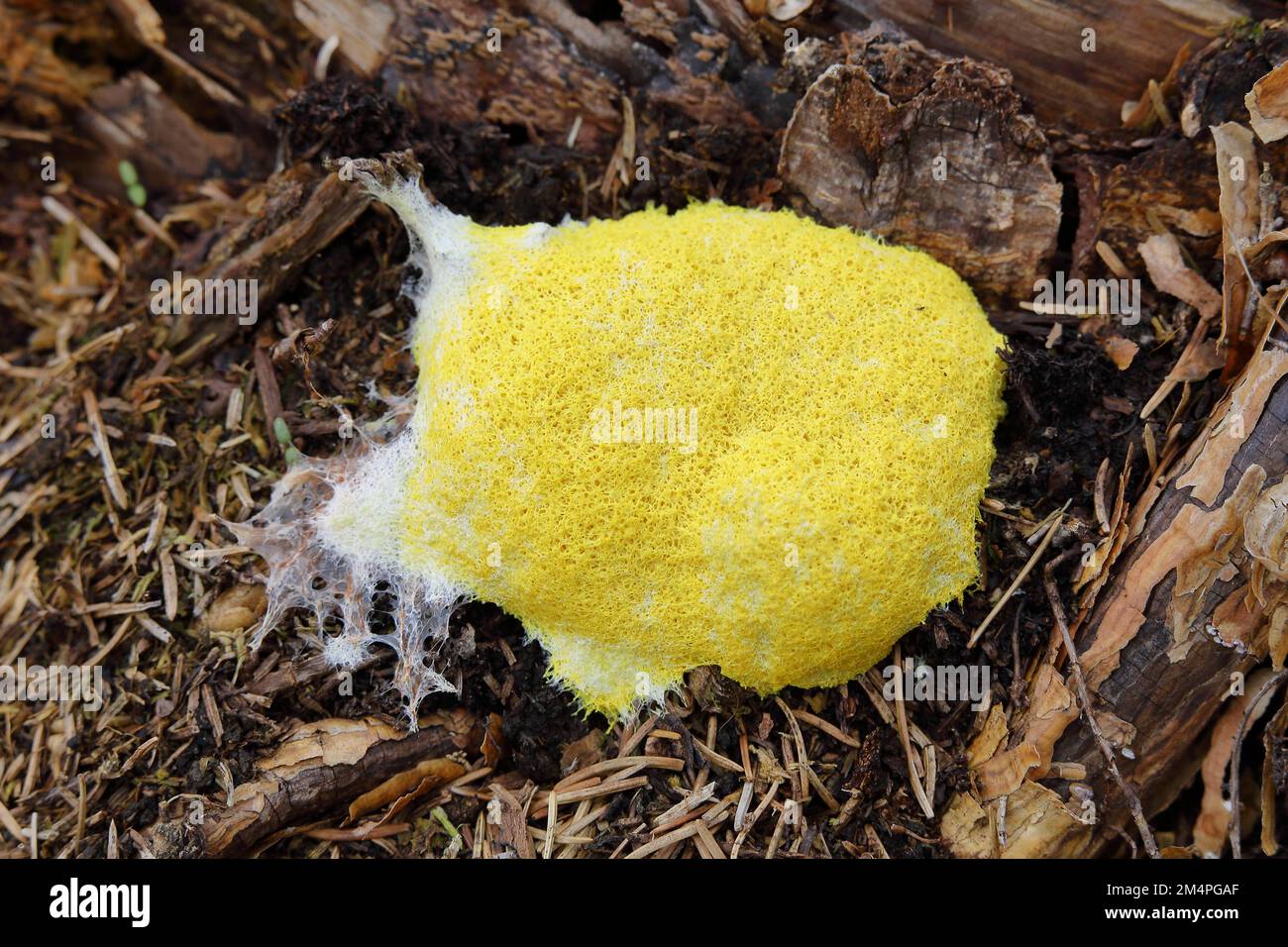 Dog vomit slime mold (Fuligo septica), witch butter, yellow foamy fruiting body on tree stump, Wilnsdorf, North Rhine-Westphalia, Germany Stock Photo