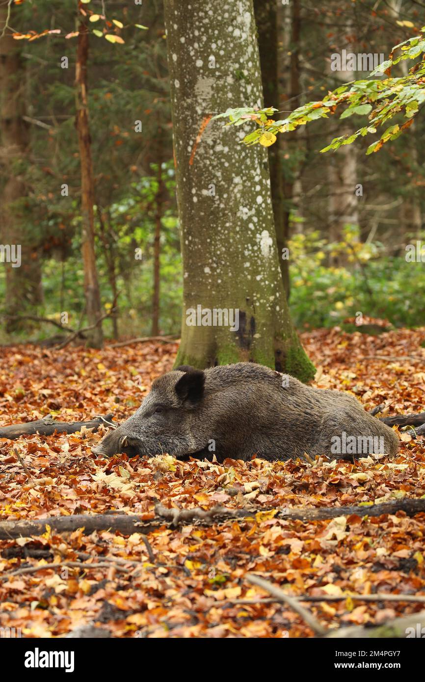 Wild boar (Sus scrofa) Boar lying attentively in colourful autumn ...