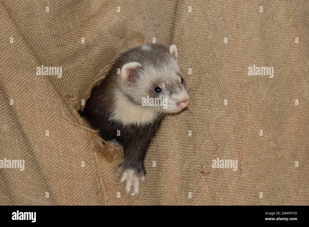 German ferret hotsell
