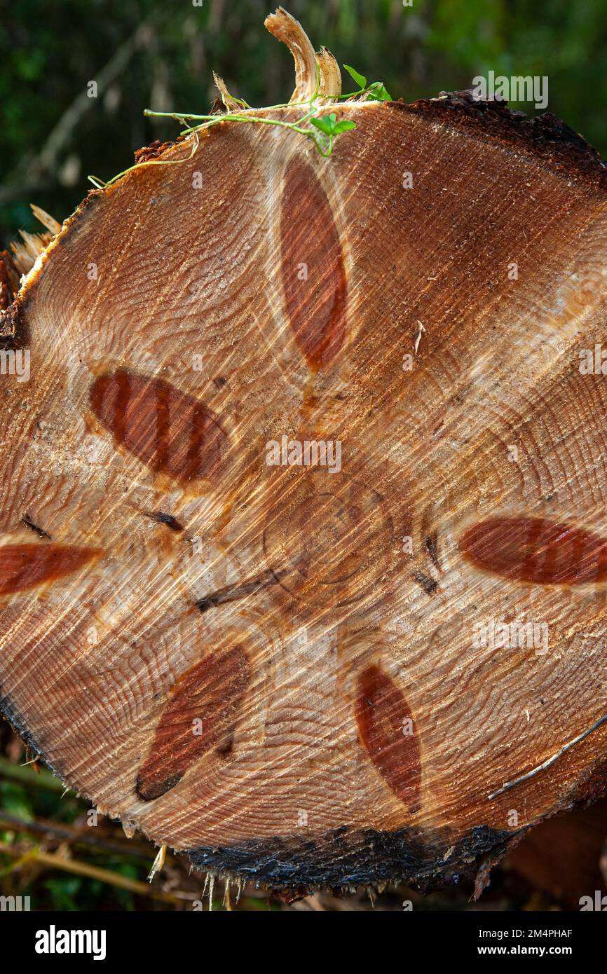 Cross-section of a sawn-off larch tree log: West Walk, Forest of Bere, Hampshire, UK Stock Photo