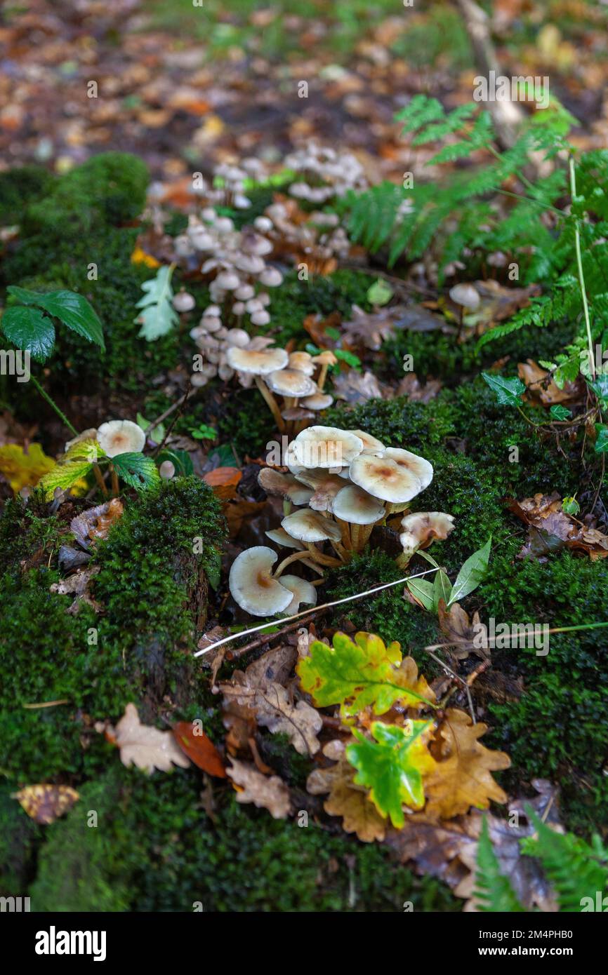 Fungi on a fallen lot: Hypholoma fasciculare, commonly known as the sulphur tuft or clustered woodlover: West Walk, Forest of Bere, Hampshire, UK Stock Photo