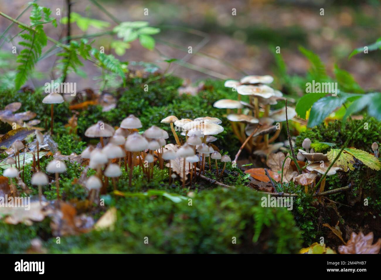 Fruiting mushrooms of the clustered or oak bonnet, Mycena inclinata, growing on a fallen oak branch: West Walk, Forest of Bere, Hampshire, UK Stock Photo
