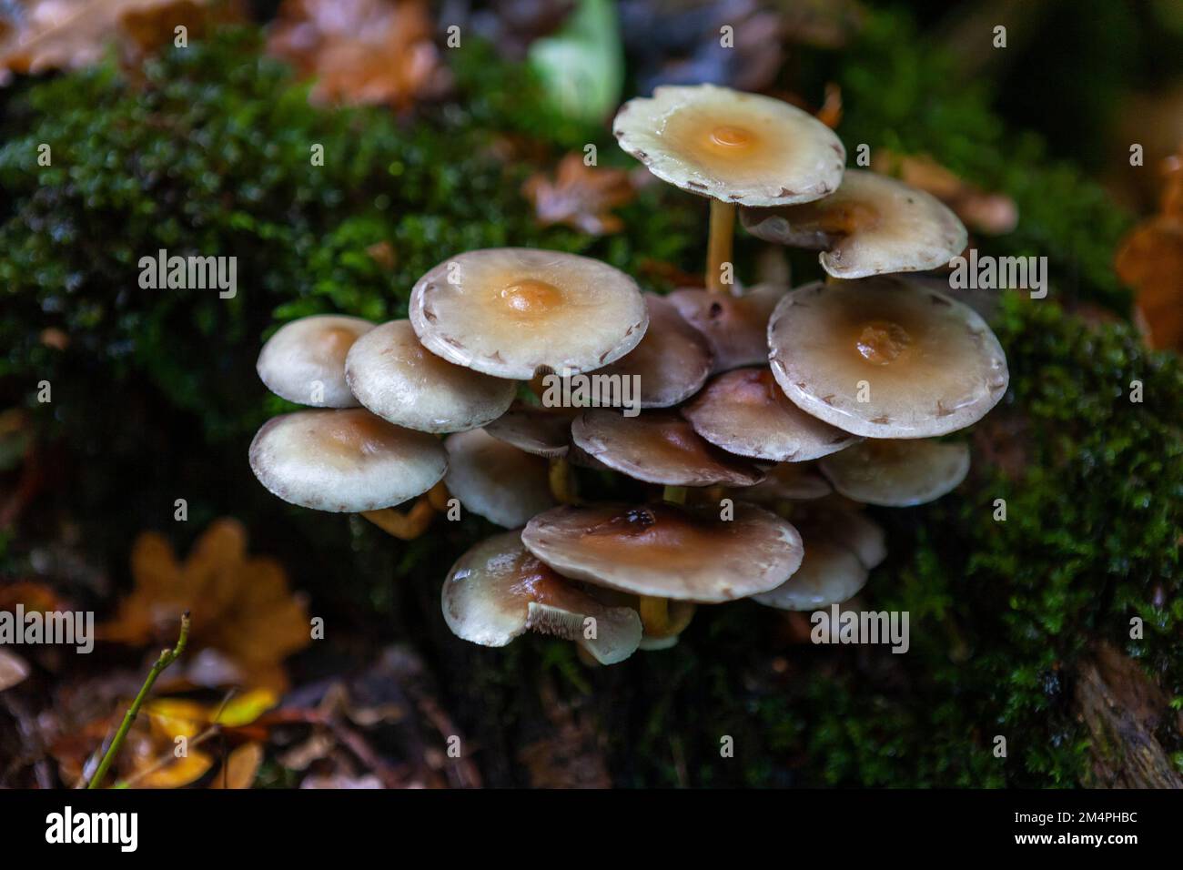 Hypholoma fasciculare, commonly known as the sulphur tuft or clustered woodlover, a common woodland mushroom in the Forest of Bere, Hampshire, UK Stock Photo