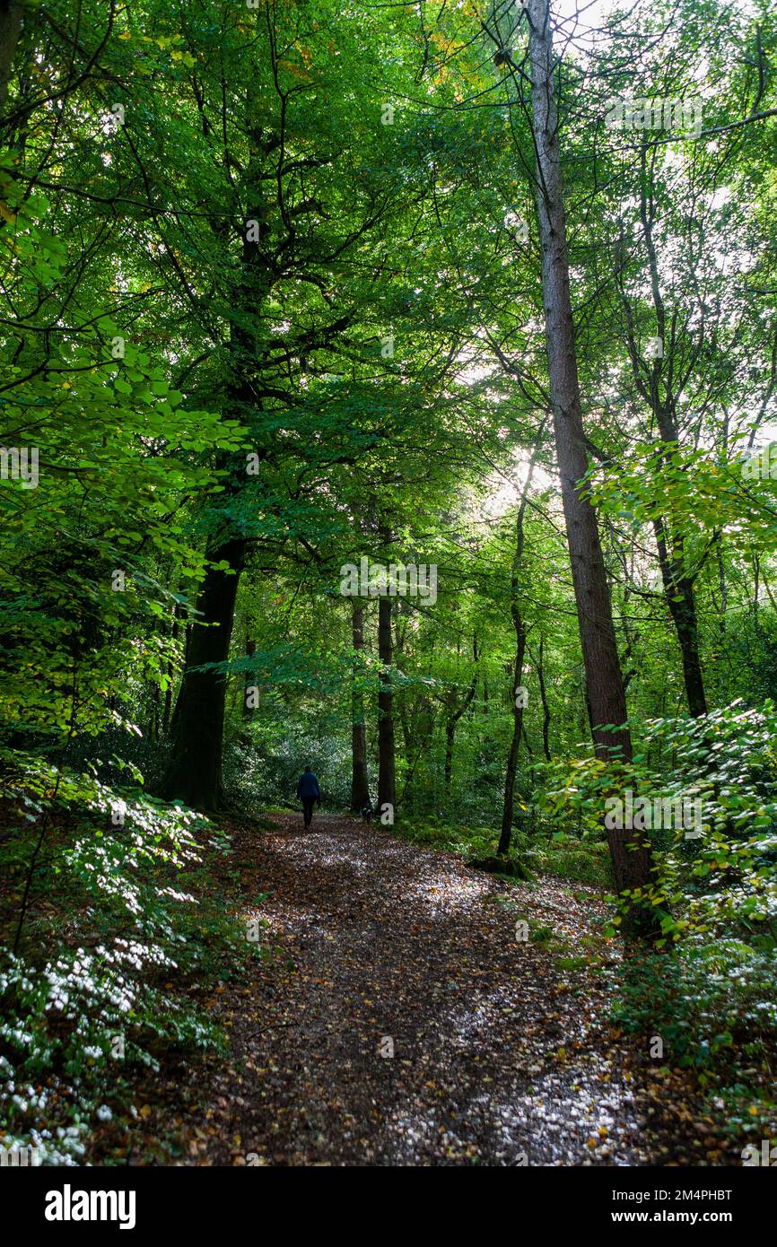 A woodland path in West Walk, Forest of Bere, Hampshire, UK in early Autumn Stock Photo
