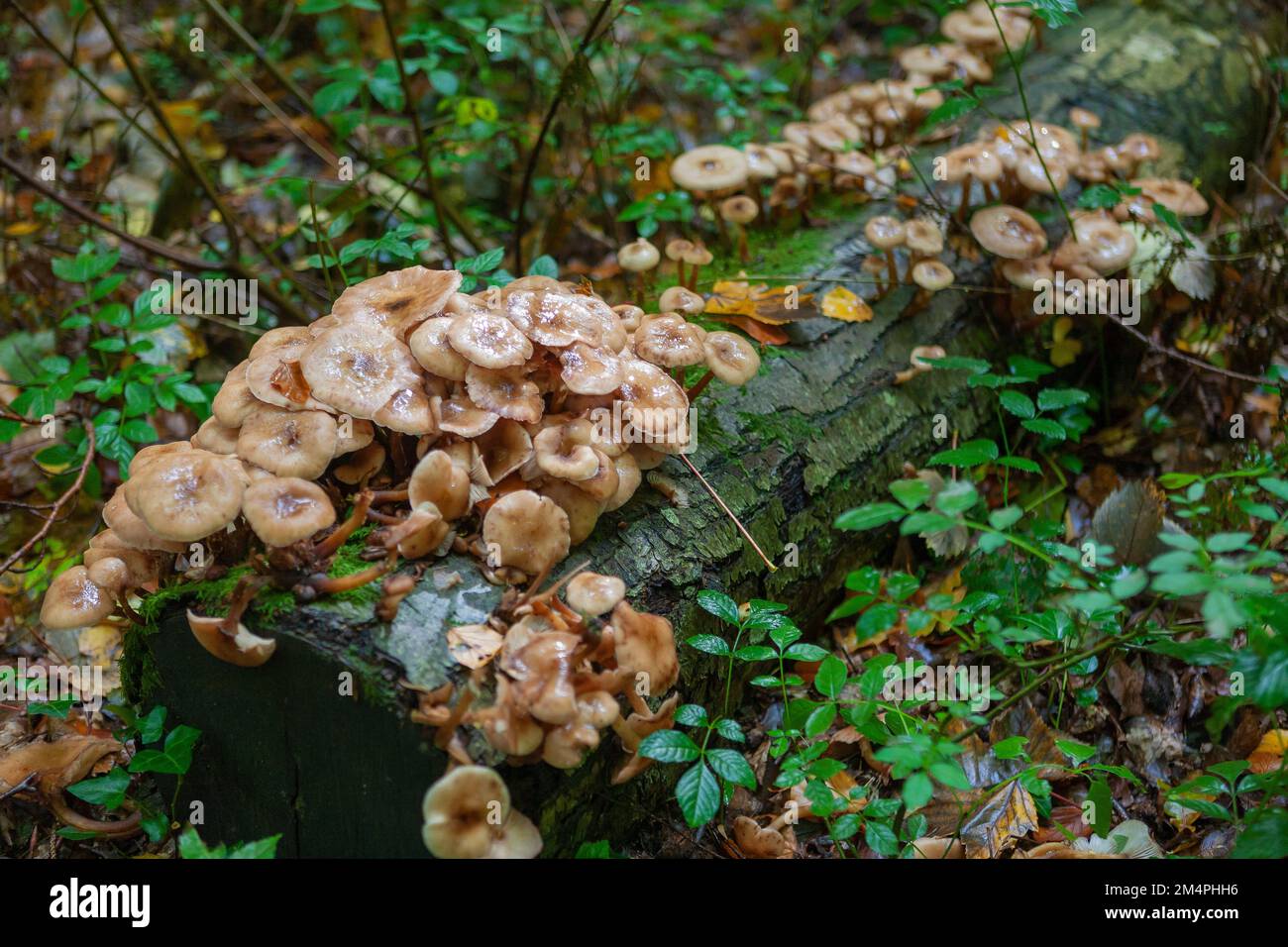Fungi on a fallen log: Hypholoma fasciculare, commonly known as the sulphur tuft or clustered woodlover: West Walk, Forest of Bere, Hampshire, UK Stock Photo