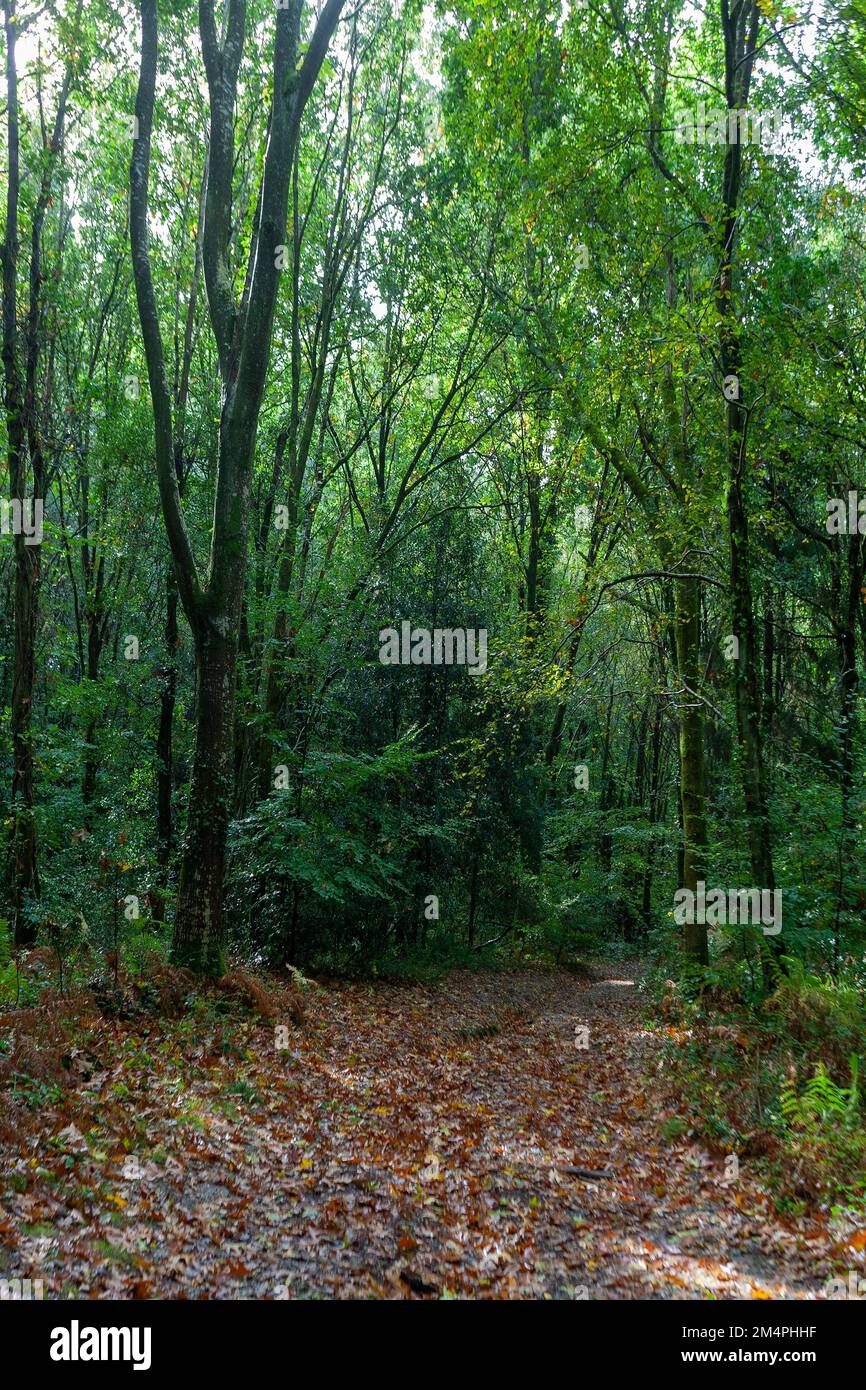 A woodland path in West Walk, Forest of Bere, Hampshire, UK in early Autumn Stock Photo