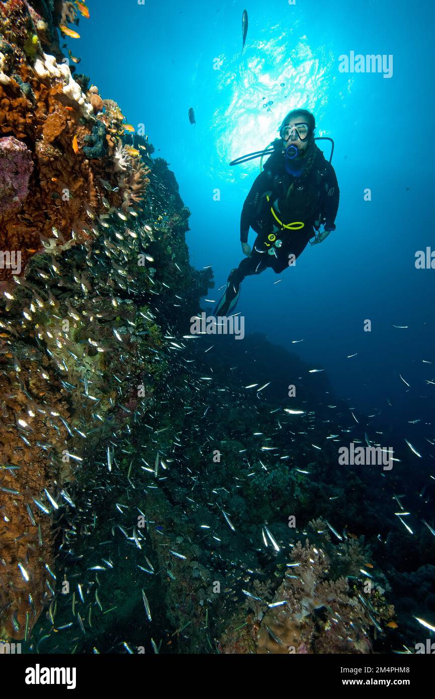 Diver swimming diving on steep wall from looking at coral reef in front of it shoal of european pilchards (Sardina pilchardus), Red Sea, Safaga, Egypt Stock Photo