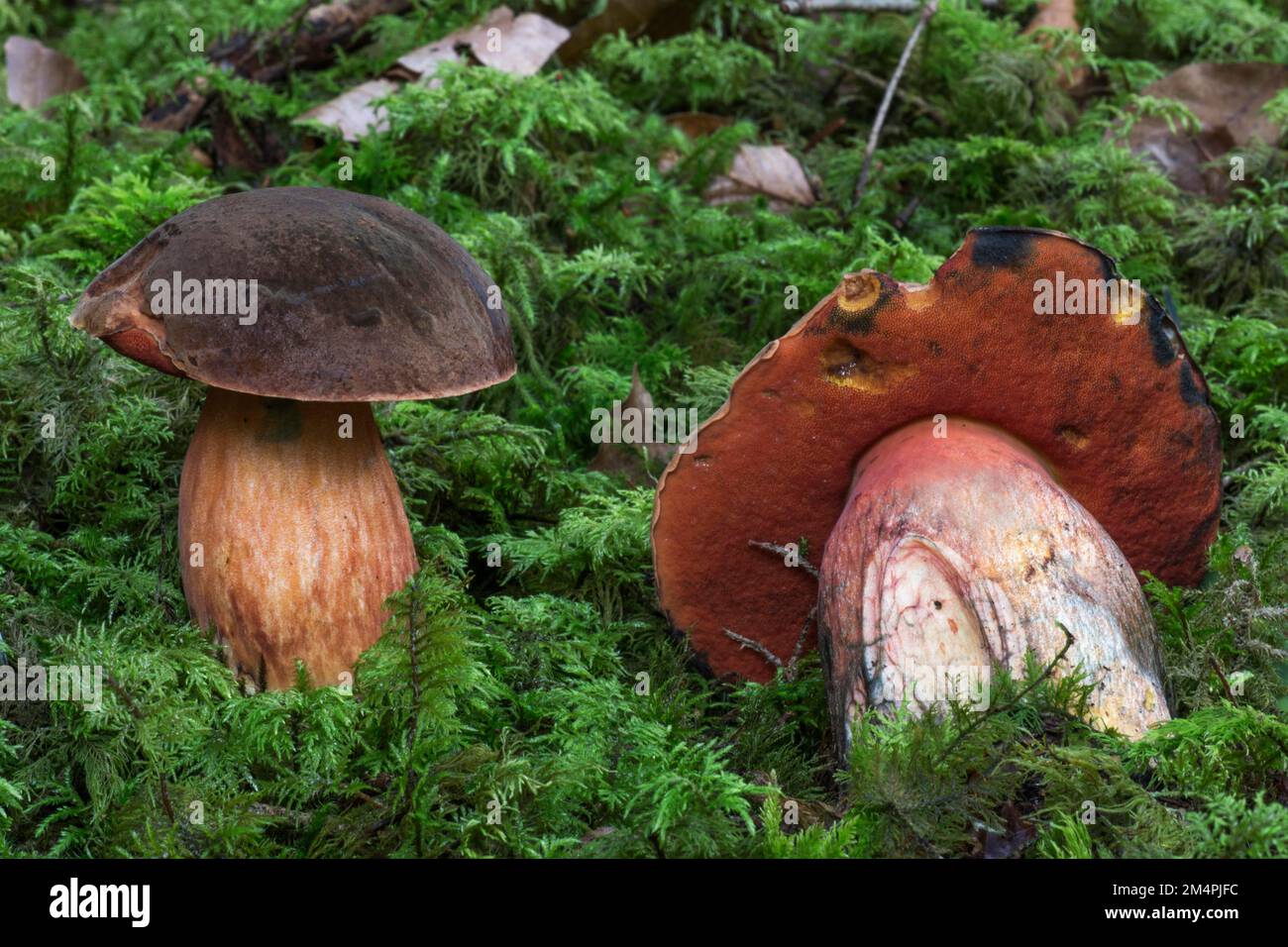 Dotted stem bolete (Boletus erythropus), edible mushroom, Baden-Wuerttemberg, Germany Stock Photo